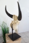 Buffalo Head on Stand (#5)