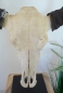 Buffalo Head on Stand (#5)