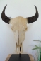 Buffalo Head on Stand (#5)